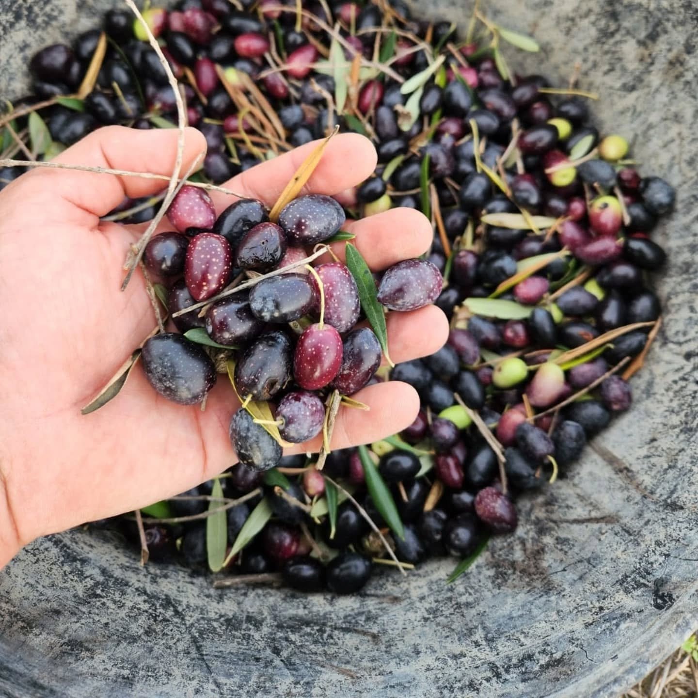 Recogiendo aceitunas