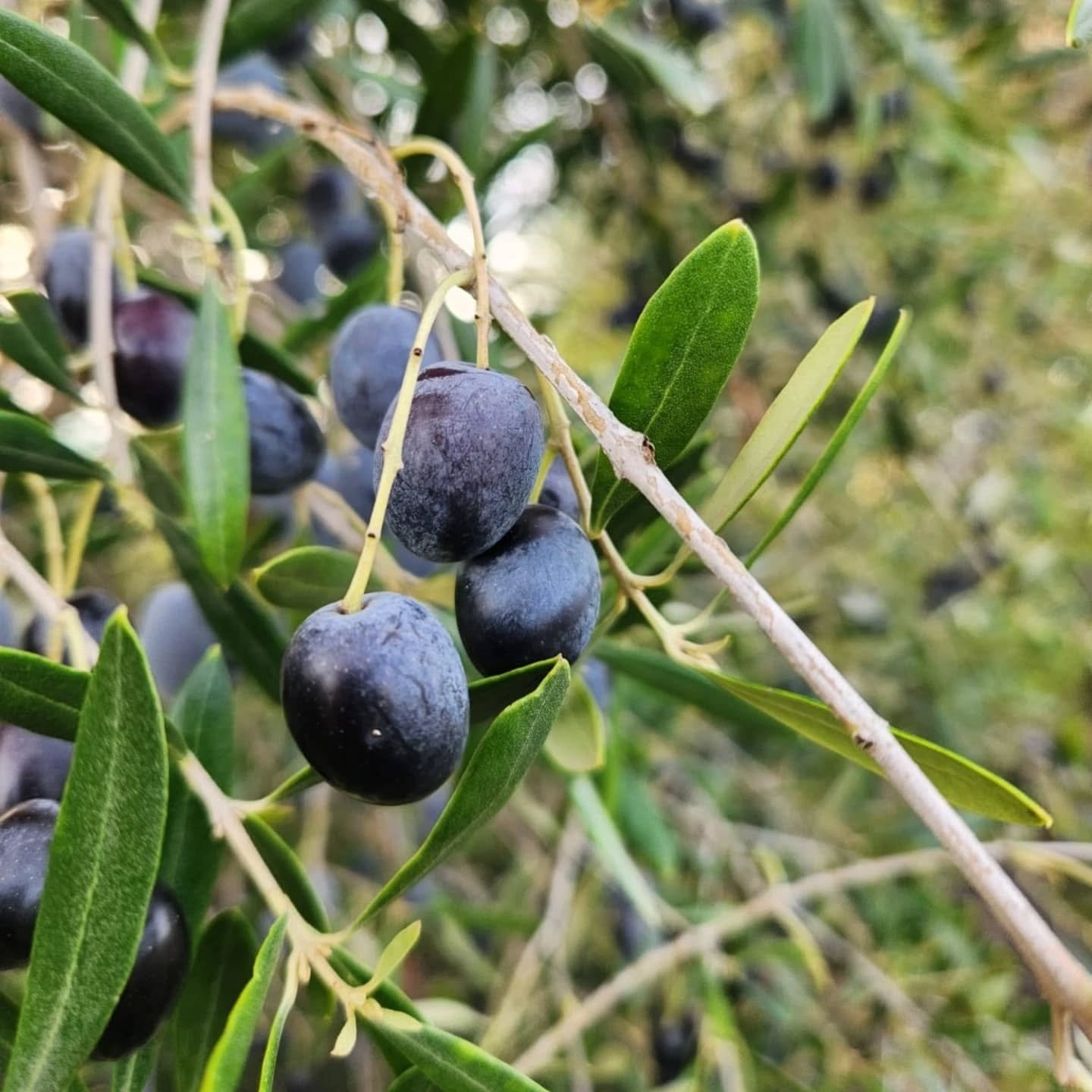 Aceitunas recién recogidas