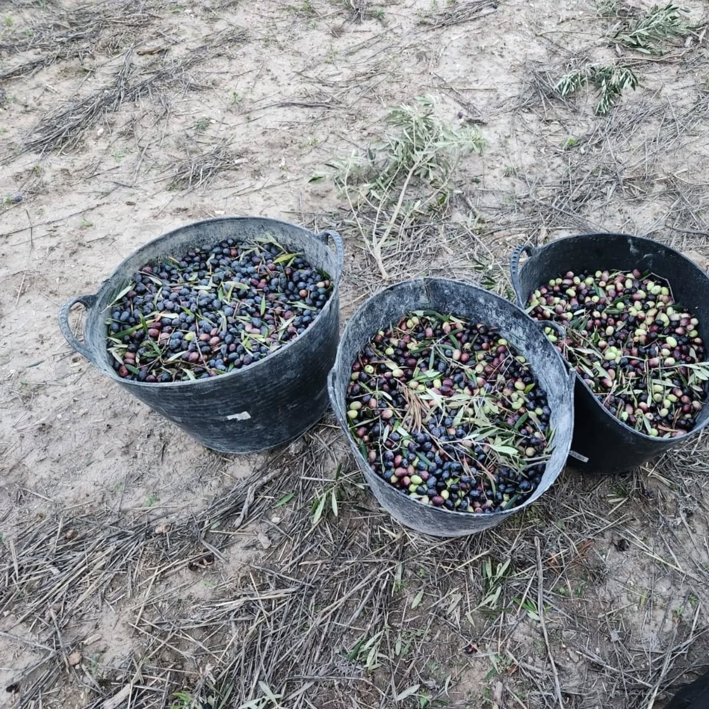 Aceitunas del rancho