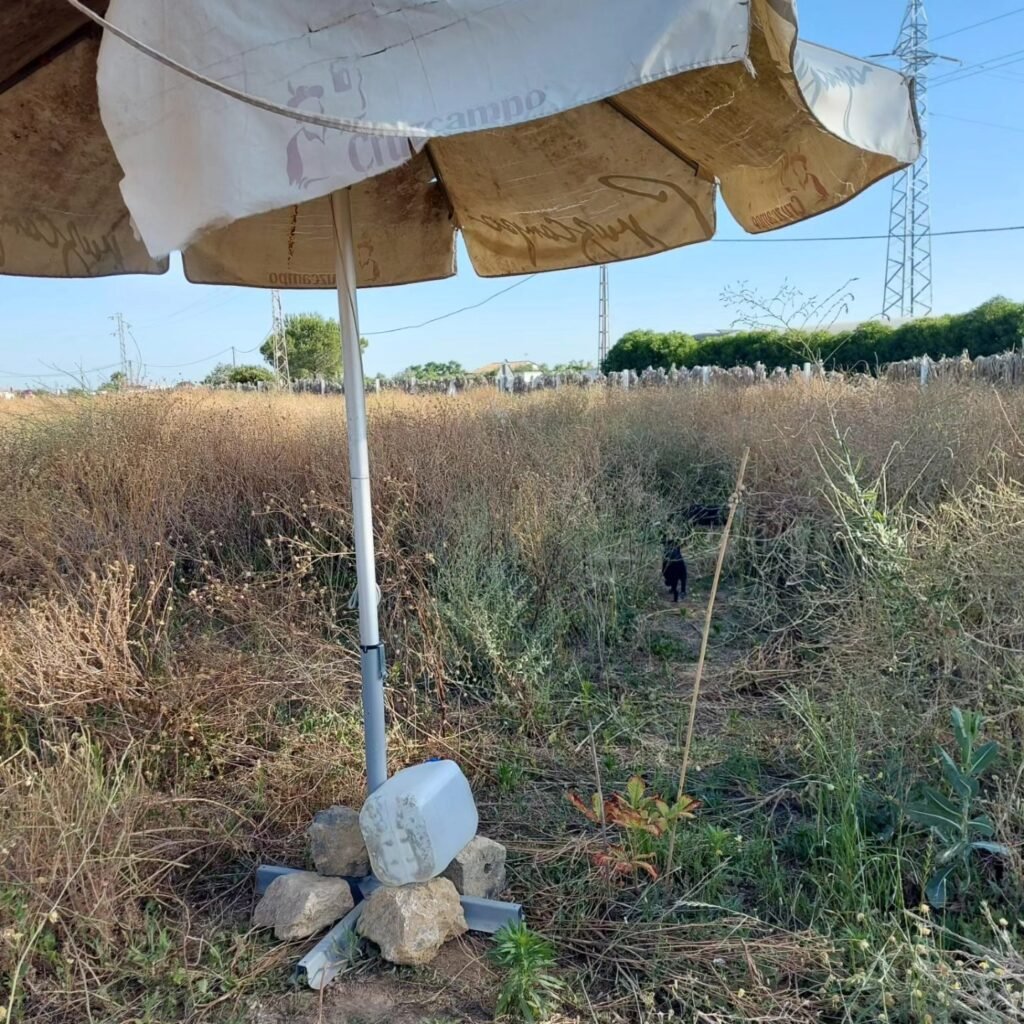 Castaño de Indias y Magnolio