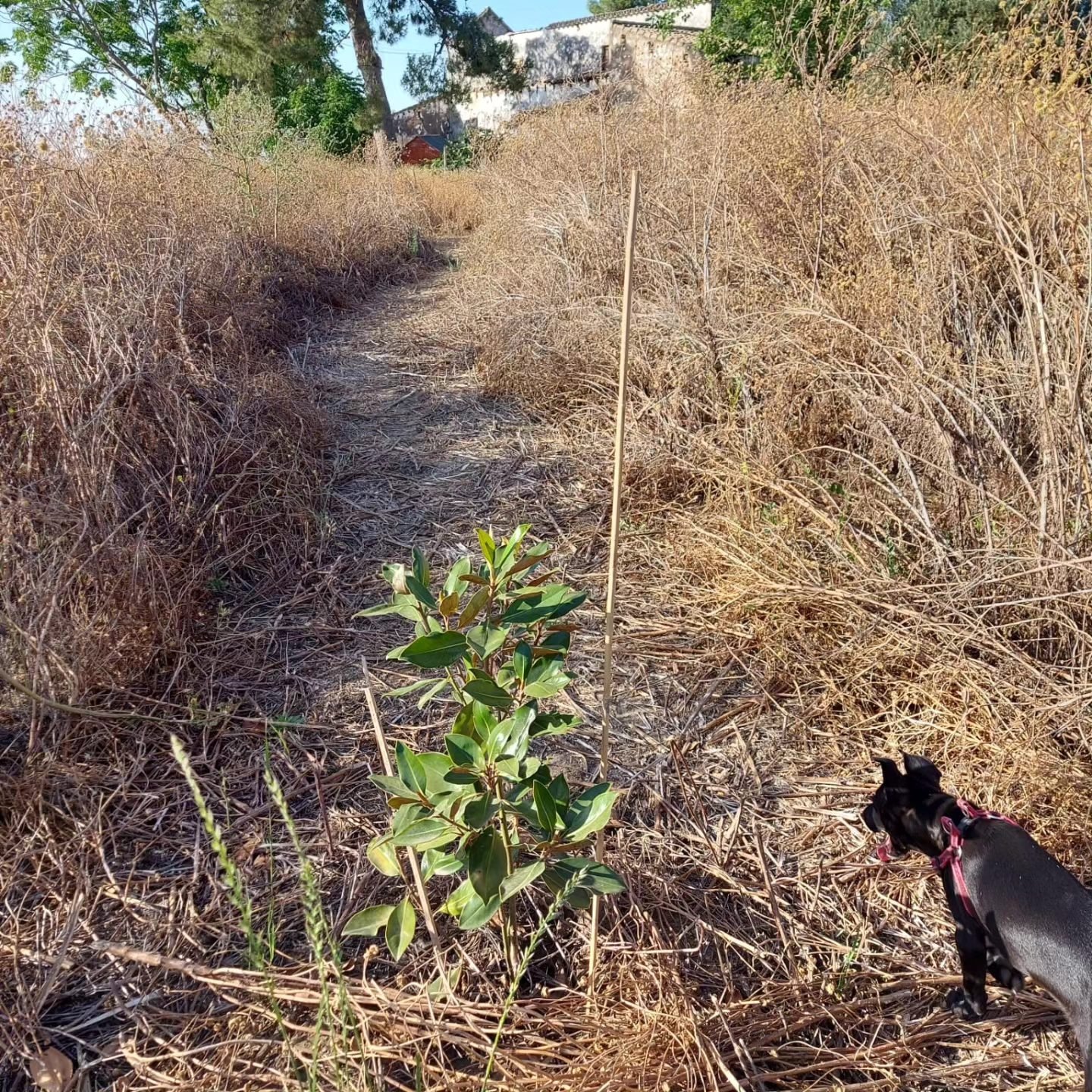 Aramis junto a los árboles protegidos