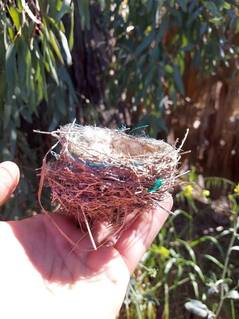 Un nido que habla por sí mismo