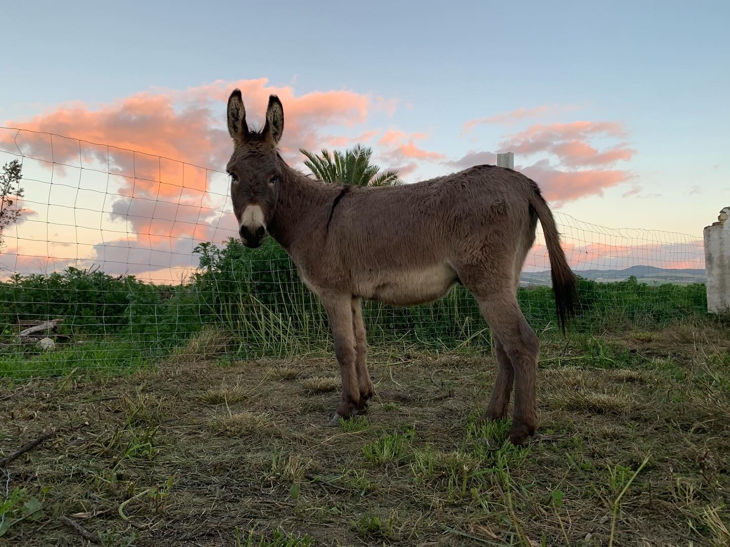 La llegada de Rogelio