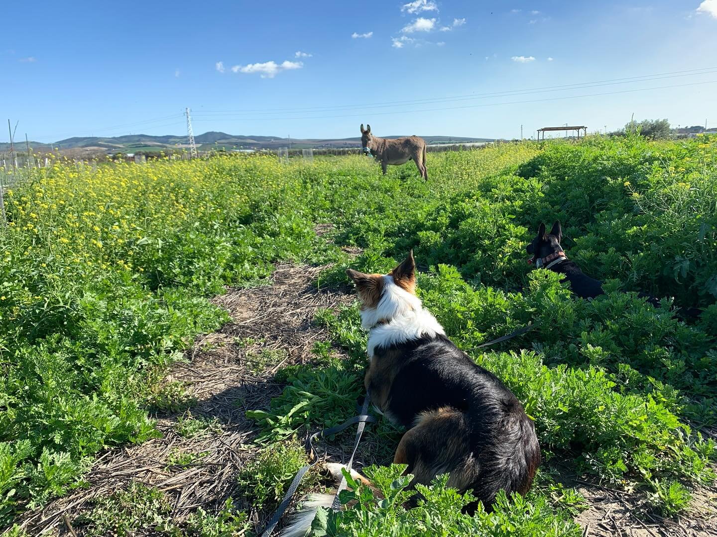 Rogelio explorando la finca