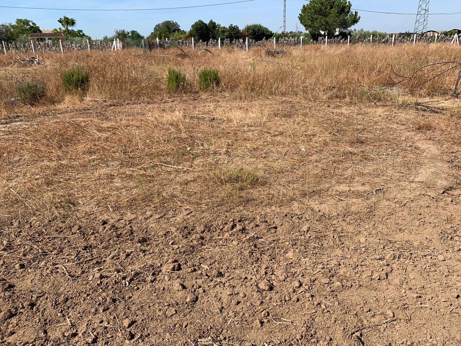 Trabajando en la siembra de papas