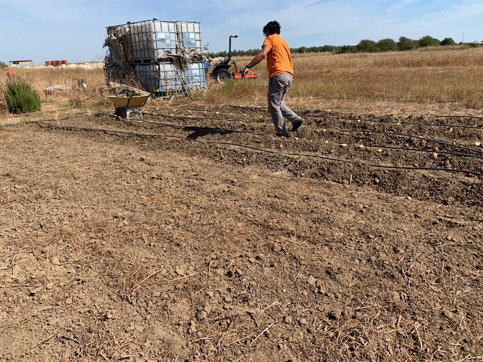 Preparando el terreno para las papas